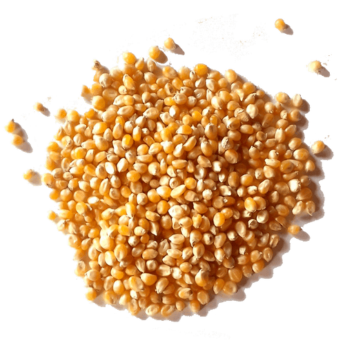 Maïs popcorn bio (origine France) vrac 5 kg